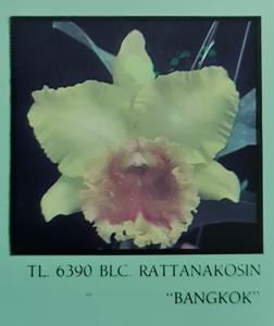 Rhyncholaeliocattleya Rattanakosin