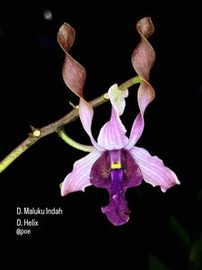 <i>Dendrobium</i> Jon Vandy