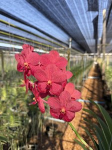 Vanda Suwannaphum Crimson