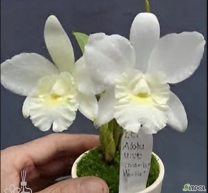 <i>Cattleya</i> Aloha Mist