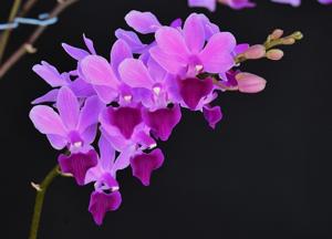 <i>Phalaenopsis</i> Nordstjernen