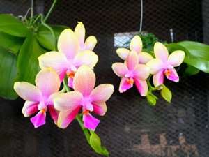 Phalaenopsis Sweet Memory