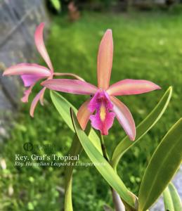 Keyesara Graf's Tropical