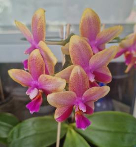 Phalaenopsis Sweet Memory