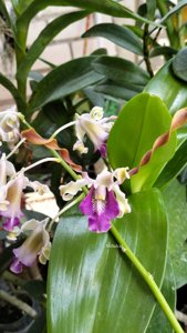 Dendrobium Yusuf First Magic