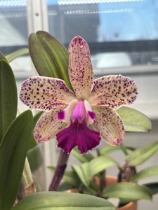 Cattleya Summer Cheers