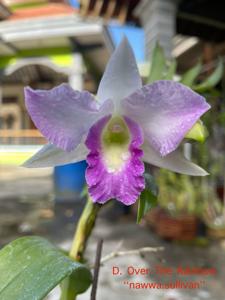 Dendrobium Over the Rainbow