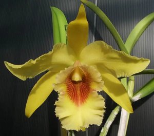 Rhyncholaeliocattleya Ports of Paradise