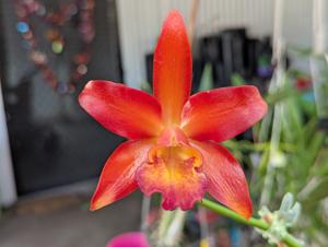 <i>Cattlianthe</i> Topaz Ruby Drop