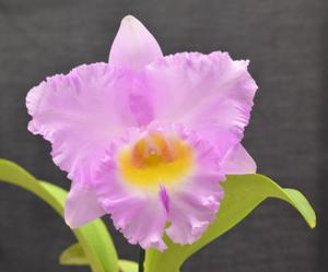 <i>Rhyncholaeliocattleya</i> Burdekin Dancer