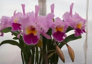Rhyncholaeliocattleya Cliftonii