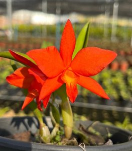 <i>Cattlianthe</i> Bewitched