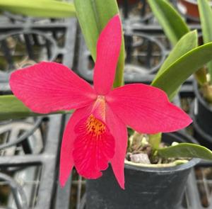 <i>Brassocattleya</i> Ed Cott