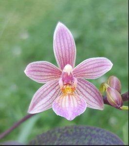 <i>Phalaenopsis</i> Lincervi