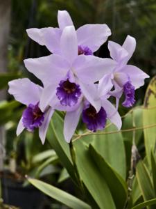 Laelianthe Wrigleyi