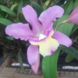 <i>Laelianthe</i> Caucanita