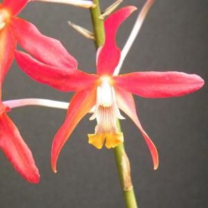 <i>Laeliocatanthe</i> Corinne Elizabeth Storm