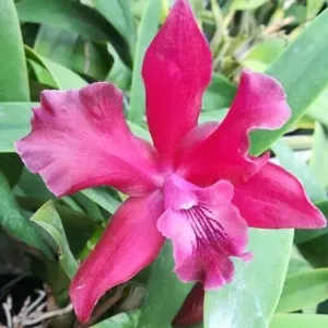 <i>Laeliocatanthe</i> Pauka'a Marga Reid