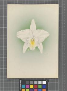 Laeliocattleya Eunice