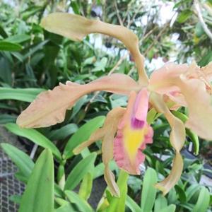 Laeliocattleya Jewell Osment