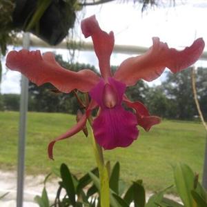 <i>Laeliocattleya</i> Maritza Segovia