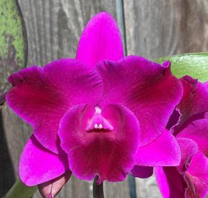 <i>Laeliocattleya</i> Crimson Dragon