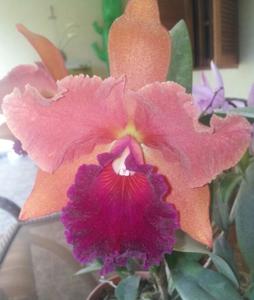 Rhyncattleanthe Jerónimo