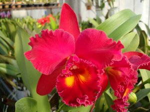 <i>Rhyncholaeliocattleya</i> Sunnystate's Sunshine