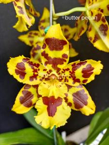 <i>Oncidium</i> Butter Pecan