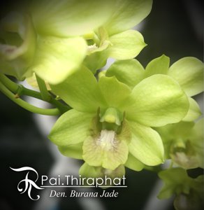 Dendrobium Burana Jade