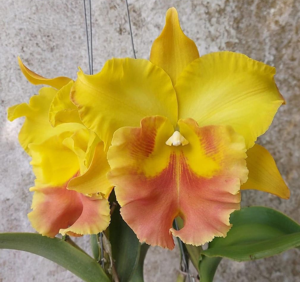 Rhyncholaeliocattleya Haadyai Delight