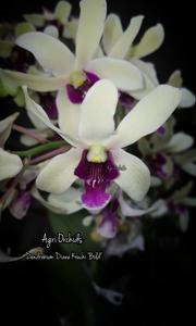 Dendrobium Diane Kouchi