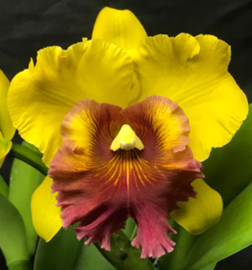 Rhyncholaeliocattleya Volcano Classic