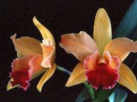 Rhyncholaeliocattleya Em Green