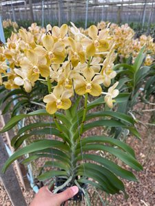 Vanda Deb Boersma