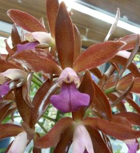 Cattlianthe Sagarik Wax