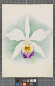 <i>Cattleya</i> Lucilia (1897)