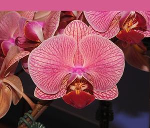 <i>Phalaenopsis</i> I-Hsin Cherry Beauty