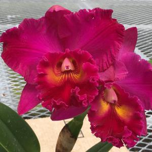 <i>Rhyncholaeliocattleya</i> Cathi Yamanaka