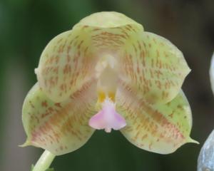 <i>Phalaenopsis</i> Yaphon Gelb Javanica