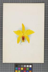 Cattleya Ernestii (1899)