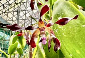 <i>Dendrobium</i> Magenta's Dark Star