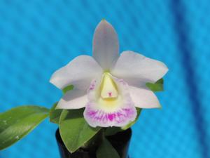 <i>Cattleya</i> Aurora's Walkaori