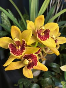Cymbidium Andrew Legacy-Pacific Sparkle