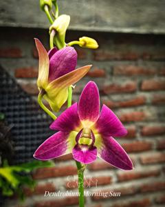 Dendrobium Morning Sun