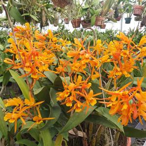 Myrmecanthe Aruba Sunset