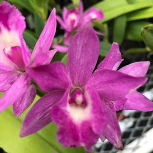 Myrmecanthe Mekealoha's Little Roses