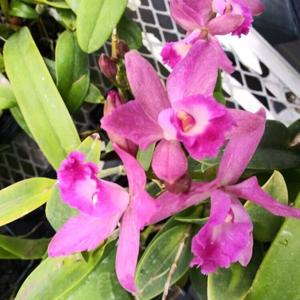 Myrmecanthe Mekealoha's Little Roses