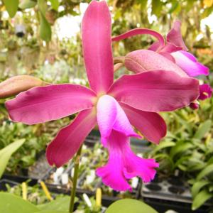 <i>Myrmecocattleya</i> Jamaica Obsidian