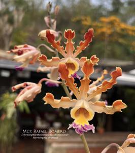 Myrmecophila Rafael Romero